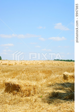 Haystack in a wheat field - harvest Haystack in a wheat field - harvest 9947865