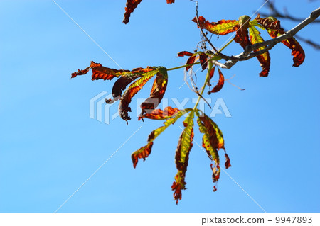 bright autumn leaves horse chestnut tree bright autumn leaves horse chestnut tree 9947893