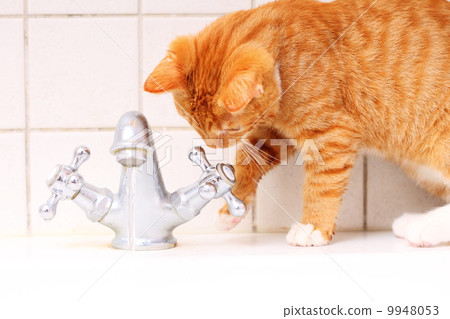 Animals at home red cat pet kitty drinking water in bathroom 9948053