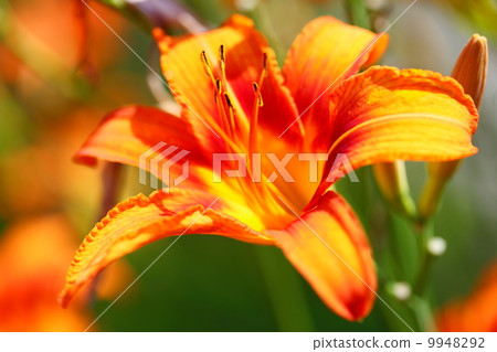 orange lilly flower lilies outdoor orange lilly flower lilies outdoor 9948292