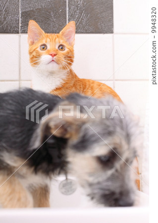 Animals at home dog and cat playing together in bathroom Animals at home dog and cat playing together in bathroom 9948320