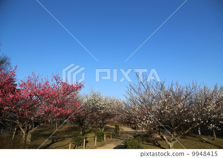 Plum Festival Plum Festival 9948415