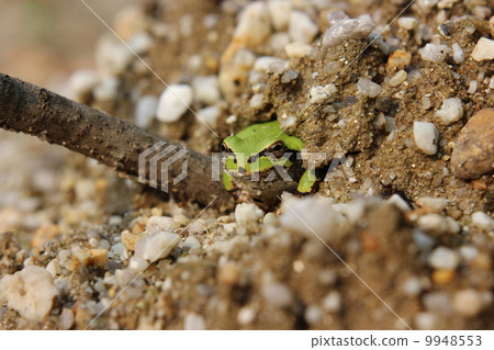 從冬眠中醒來 從冬眠中醒來 9948553