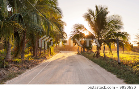 Road in jungle Road in jungle 9950650