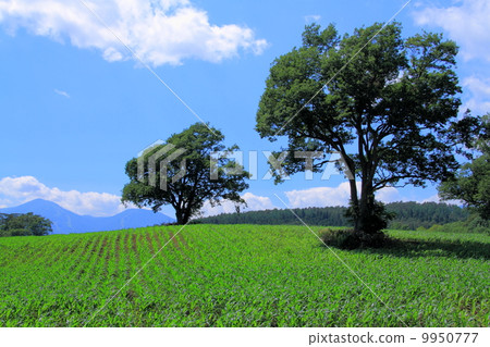 Koiwai farm in the summer 9950777