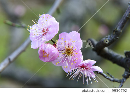 Plum blossom  9950792