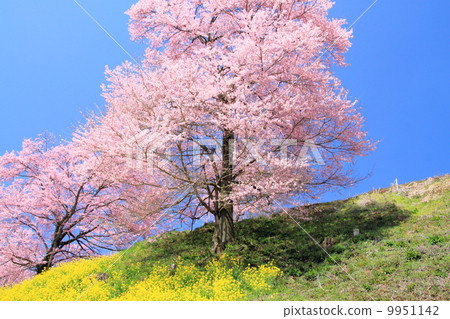 櫻花盛開，油菜花盛開 9951142