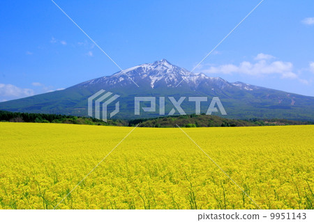 Iwakiyama和Nanohana 9951143