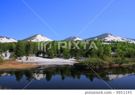 新鮮的綠色百合全部沼澤 新鮮的綠色百合全部沼澤 9951145