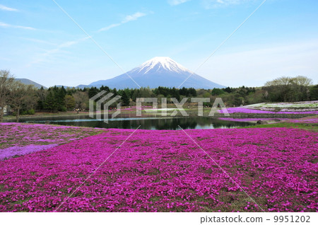 山梨縣富士河口湖町富士摩托蘇度假村富士芝麻櫻花節 9951202