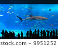 Whale shark of the Okinawa Sea Aquarium 9951252