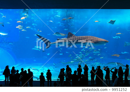 Whale shark of the Okinawa Sea Aquarium Whale shark of the Okinawa Sea Aquarium 9951252