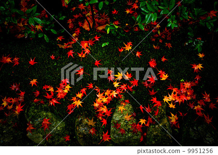 Autumn leaves in Kyoto Autumn leaves in Kyoto 9951256