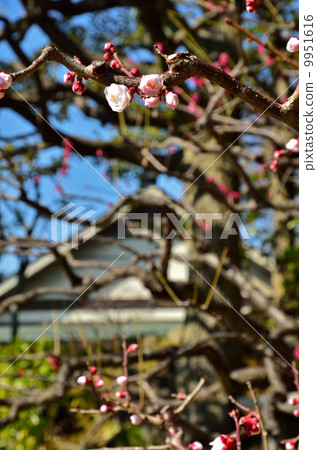 Kiyosumi garden · White plum and Taisho memorial hall Kiyosumi garden · White plum and Taisho memorial hall 9951616