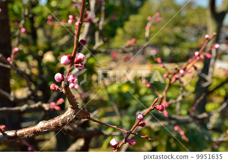 Kiyosumi garden · plum tree Kiyosumi garden · plum tree 9951635
