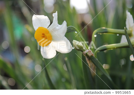 水仙 水仙 9951665