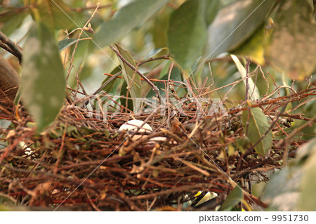 Bird's nest egg nest bird pigeon nest pigeon animal bird egg laying pheasant butterfly trees pigeon trees tree branches twig scenery forest mountains yamabat abandon wild birds spring oak trees living bioplants oak 9951730