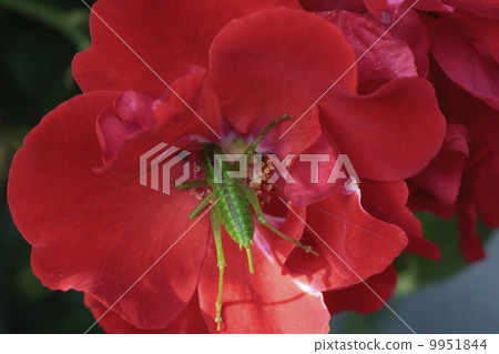 Locusts and red flowers 9951844