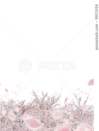 櫻桃樹 9951916