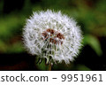 Dandelion 9951961