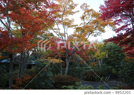 Autumn leaves 9952201