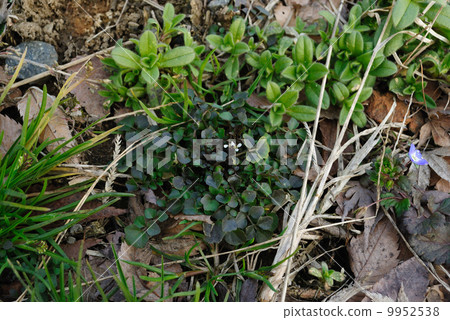 Weeds such as Michi-Tanetsutsuba 9952538