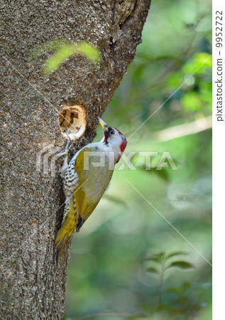 移動Aogera 9952722