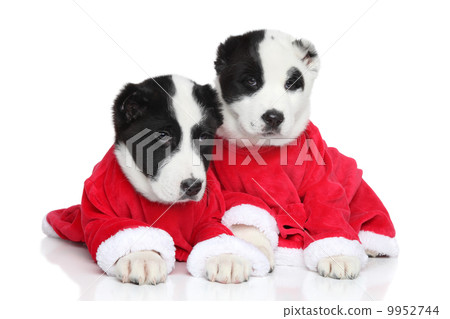 Central Asian Shepherd puppies in red clothes Central Asian Shepherd puppies in red clothes 9952744
