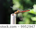 Dragonfly  9952947