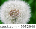 Up fluff 9952949