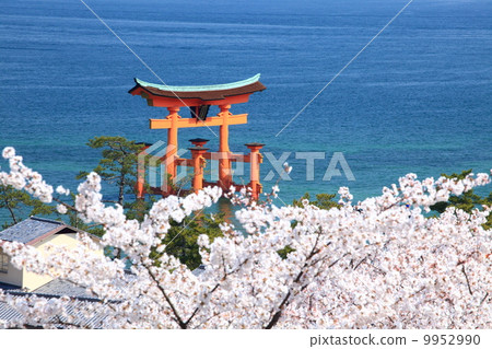 櫻花和嚴島神社Otorii 櫻花和嚴島神社Otorii 9952990