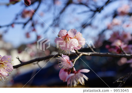 Spring plum 9953045
