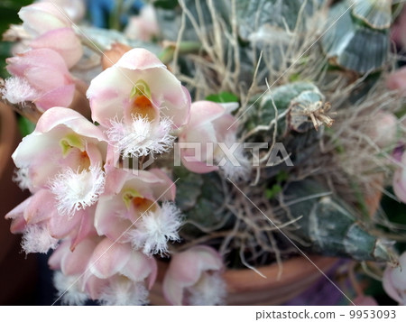 A scented orchid A scented orchid 9953093