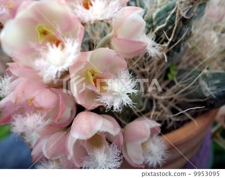 A scented orchid A scented orchid 9953095