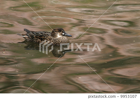 Creatures Birds Cherry Blossoms and Tomoeygamo's Female 9953107