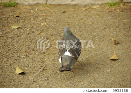  pigeon 9953186