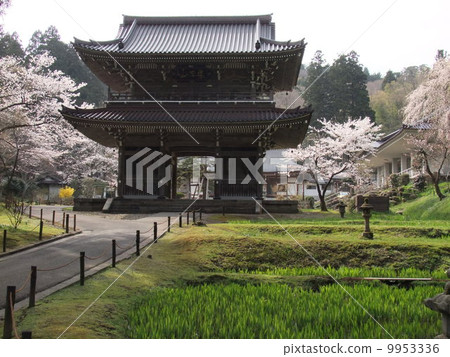 Linzenji and cherry blossoms 9953336
