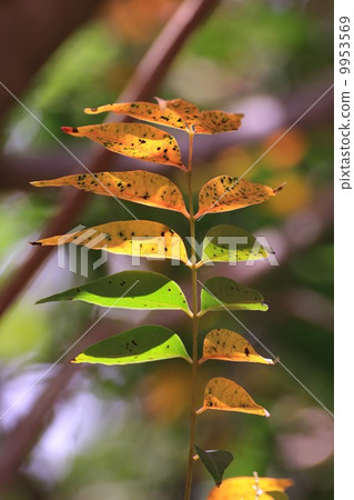 Yellow and green Yellow and green 9953569