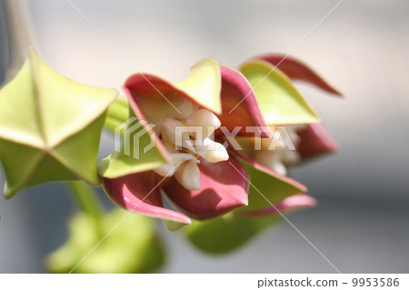Joya Imperialis Joya Imperialis 9953586