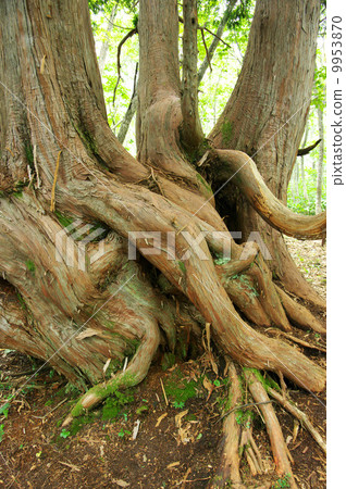 Hakuba village big tree of Iwatake 9953870