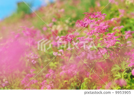 Akabane Shimotsu 9953905