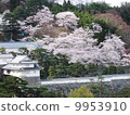 Nipponmatsu Castle and Cherry Blossoms 9953910