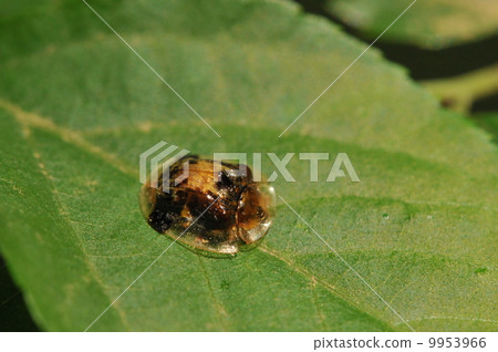 Ichimonji Cameloticus Ichimonji Cameloticus 9953966