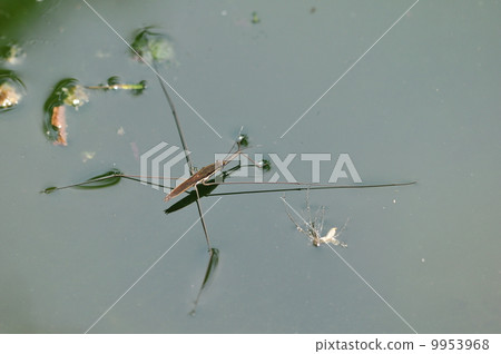 Ooamenbo Ooamenbo 9953968