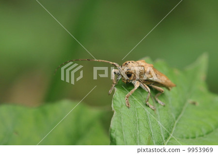 Shiro Yahazakamikiri Shiro Yahazakamikiri 9953969