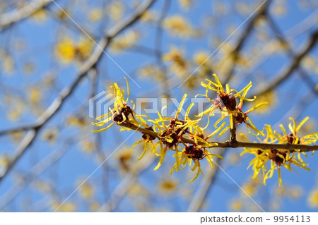 金縷梅 金縷梅 9954113