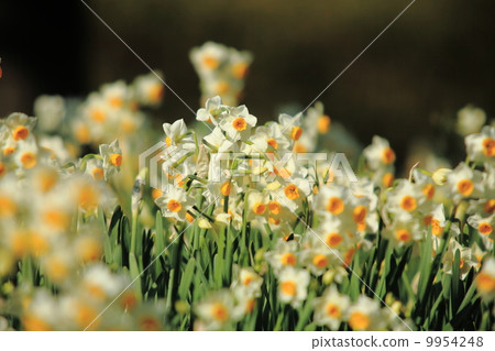 Narcissus flower 9954248