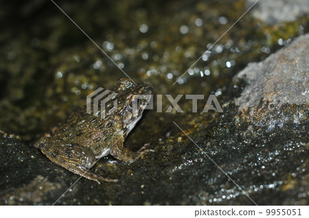 小丑bellfrog 9955051