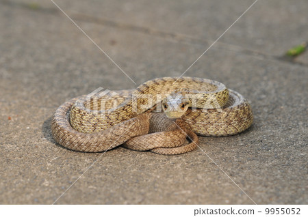 Yoda deer Young body 9955052