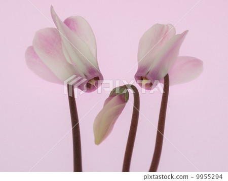 仙客來三輪像家人一樣 9955294